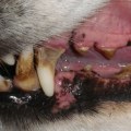 Why do they put dogs under for teeth cleaning?