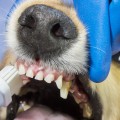 Why dental cleaning dog?