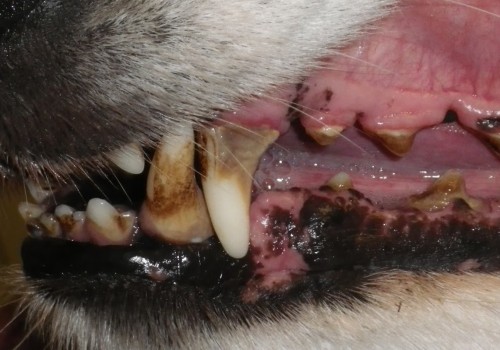 Why do they put dogs under for teeth cleaning?